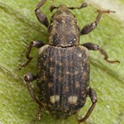 Bagous glabrirostris (2.3–3.2 mm)