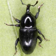 Baris laticollis (2.2–4 mm)