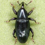 Baris lepidii (2.8–4 mm)