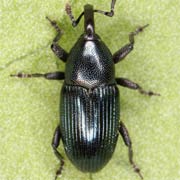 Baris picicornis (3–4.2 mm)