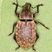 Barynotus obscurus (8–9.5 mm)