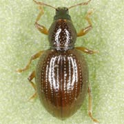 Barypeithes araneiformis (3–4 mm)