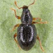 Barypeithes trichopterus (2.7–3.4 mm)