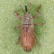 Brachonyx pineti (2.3–2.6 mm)