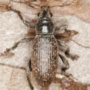 Brachyderes incanus (7–10.5 mm)