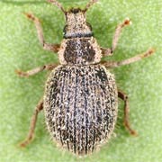 Brachysomus echinatus (2.2–3 mm)