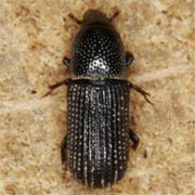 Brachytemnus porcatus (3–3.8 mm)