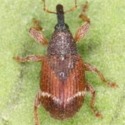 Bradybatus fallax (3.2–3.8 mm)