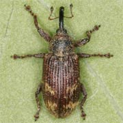 Bradybatus kellneri (3.4–4.3 mm)