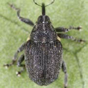 Ceutorhynchus assimilis (2.2–3.3 mm)