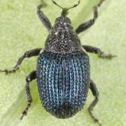 Ceutorhynchus coerulescens (2.1–2.5 mm)