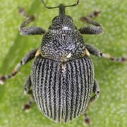 Ceutorhynchus constrictus (1.9–2.3 mm)