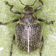 Ceutorhynchus floralis (1.5–2.2 mm)