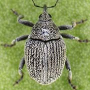 Ceutorhynchus hampei (1.7–2 mm)