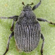 Ceutorhynchus inaffectatus (2.3–3.9 mm)