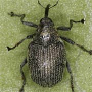 Ceutorhynchus obstrictus (2–3 mm)