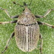 Ceutorhynchus parvulus (1.8–2.2 mm)