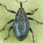 Ceutorhynchus pervicax (2.5–3 mm)