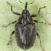 Ceutorhynchus picitarsis (2.4–3.7 mm)