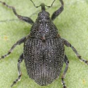 Ceutorhynchus puncticollis (2.9–3.4 mm)