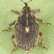 Ceutorhynchus resedae (2.5–3.3 mm)