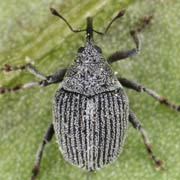 Ceutorhynchus rhenanus (1.7–2.5 mm)