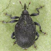 Ceutorhynchus roberti (2.8–3.7 mm)
