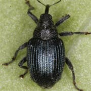 Ceutorhynchus sulcicollis (2.5–3.3 mm)