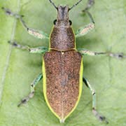 Chlorophanus graminicola (9–13 mm)