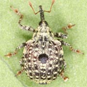 Cionus hortulanus (3.5–4.5 mm)