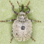 Cionus olens (3.5–4.2 mm)