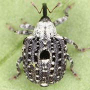 Cionus scrophulariae (4.5–5 mm)