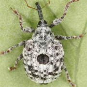 Cionus thapsus (4–5 mm)