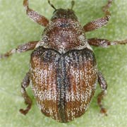 Coeliodes dryados (2.1–2.7 mm)