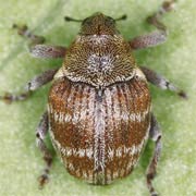 Coeliodes erythroleucus (2.8–3.2 mm)