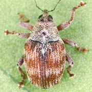 Coeliodes ilicis (1.8–2 mm)