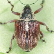 Coeliodes nigritarsis (2.7–3 mm)