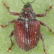 Coeliodes rubicundus (2–2.7 mm)