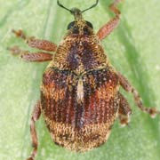 Coeliodes trifasciatus (2.5–2.9 mm)