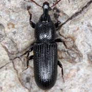 Cossonus cylindricus (4–6 mm)