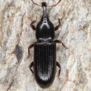 Cossonus parallelepipedus (4.5–6 mm)