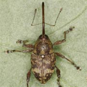 Curculio betulae (3–4.3 mm)