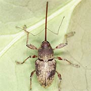 Curculio elephas (4.5–9 mm)