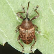 Curculio glandium (4–8 mm)