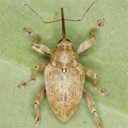 Curculio pellitus (7–9 mm)