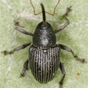 Curculio pyrrhoceras (1.6–2.4 mm)