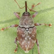 Curculio rubidus (2.8–3.8 mm)