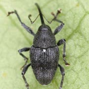 Curculio vicetinus (2.8–4.6 mm)