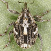 Datonychus arquatus (2.5–3.2 mm)