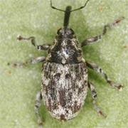 Datonychus melanostictus (2.2–3.4 mm)